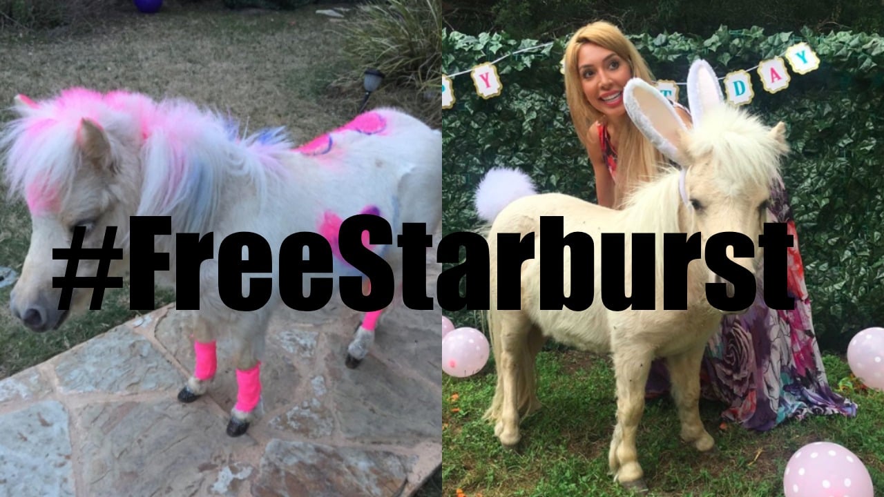 Is Starburst Okay? Farrah Abraham Again Accused of Neglecting Her Pet